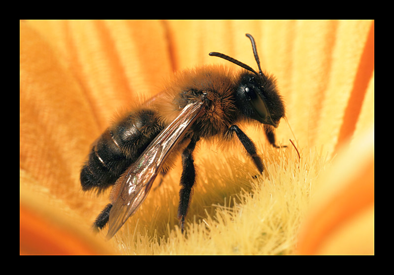 Bald ist wieder "Bienen und Blumen"-Zeit (08.04.2010 Bochum - Canon EOS 7D)