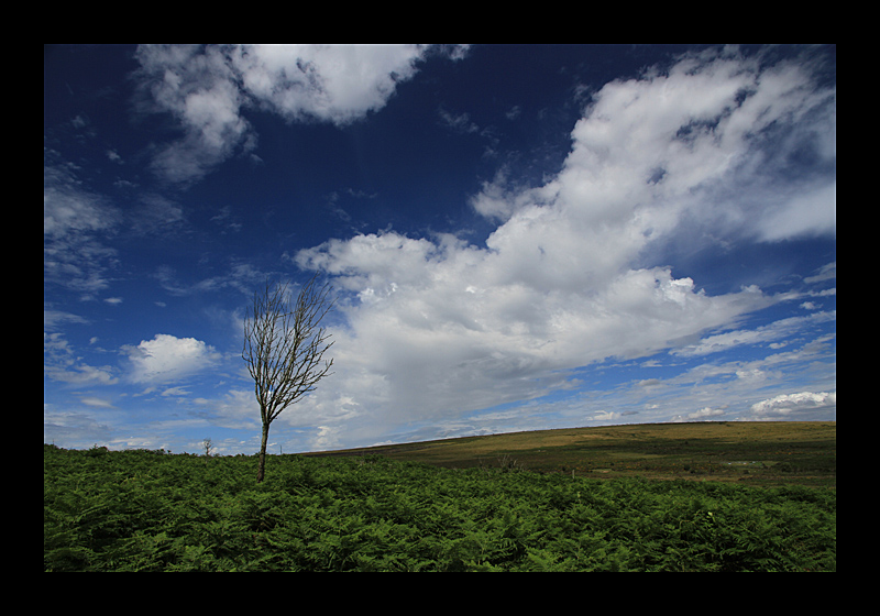Wildes Land (03.08.2011, Dartmoor, UK, Canon EOS 7D)