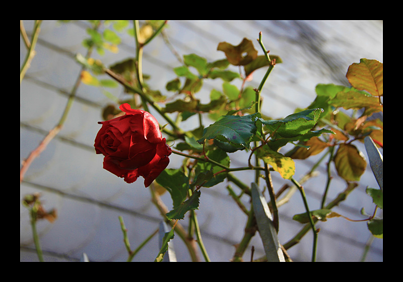 Die letzte wilde Rose (05.11.2011, Hattingen - Canon EOS 7D)