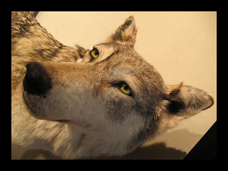 Wolf (Naturmuseum, Luxemburg - Canon PowerShot A 640)