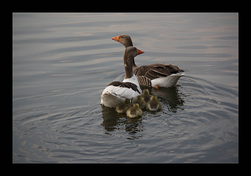 Familienschwimmen (Ümminger See, Bochum - Canon EOS 1000D)