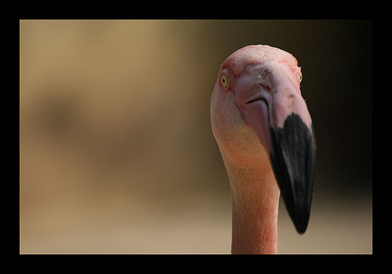 Pretty Flamingo? (Tierpark, Bochum - Canon EOS 7D)