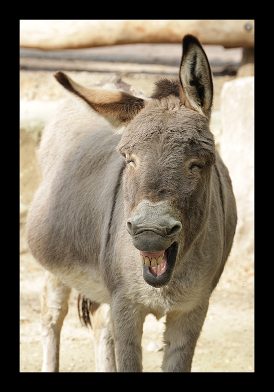 Ich lach' mich scheckig (Zoo, Dortmund - Canon EOS 7D)