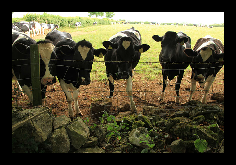 Cache Cows (Carew Castle, Wales - Canon EOS 7D)