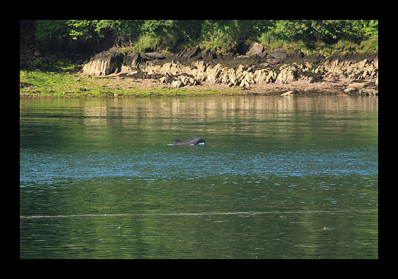 Ein Delfin namens Fungie (Dingle, Irland - Canon EOS 7D)