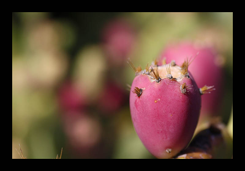 Frucht (Kaktusgarten, Lanzarote - Canon EOS 1000D)