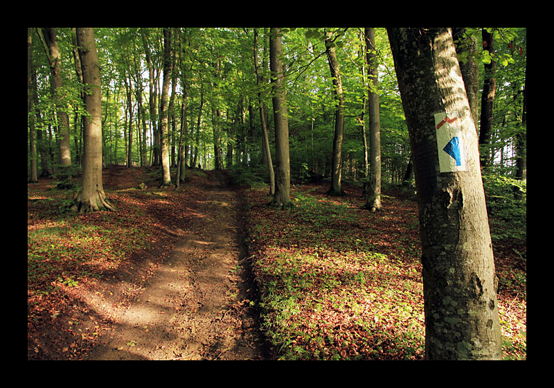 Folge dem roten M (Müllerthal-Trail, Luxemburg - Canon EOS 7D)