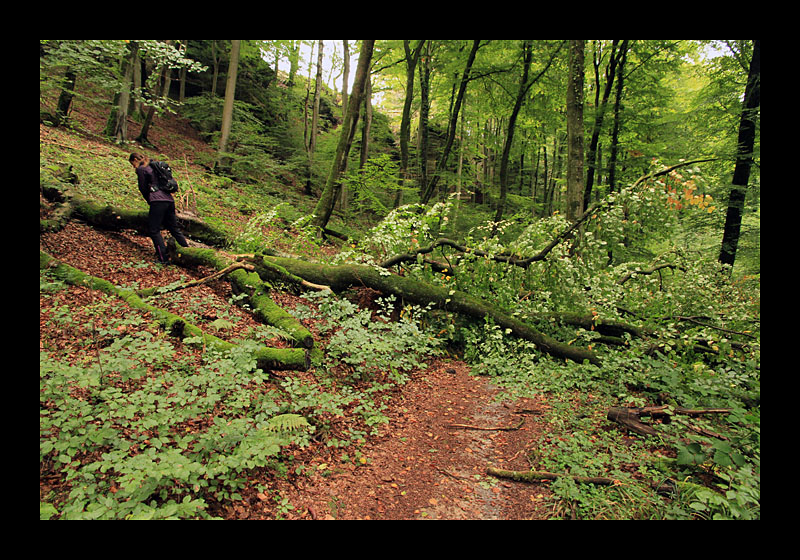 Wegsperre (Müllerthal-Trail, Luxemburg - Canon EOS 7D)