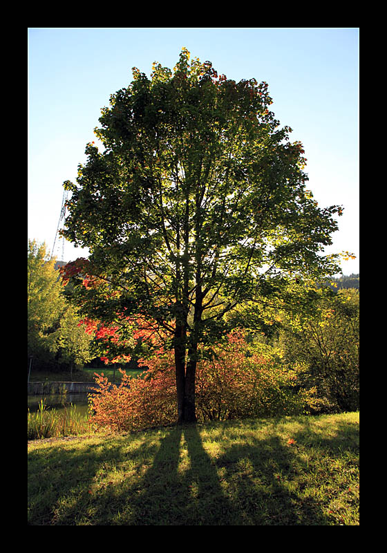 Herbstsonne (Echternach, Luxemburg - Canon EOS 7D)
