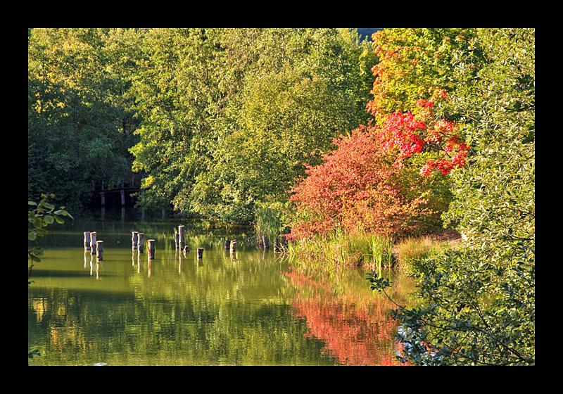 Herbst am See (Echternach, Luxemburg - Canon EOS 7D)