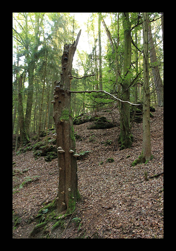 Vertikales Totholz (Müllerthal-Trail, Luxemburg - Canon EOS 7D)