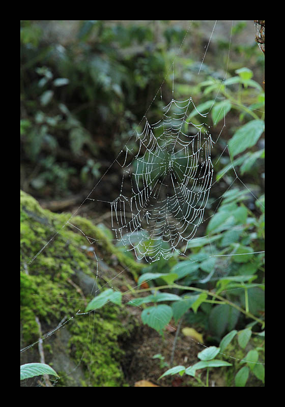 Spinnennetz (Müllerthal-Trail, Luxemburg - Canon EOS 7D)