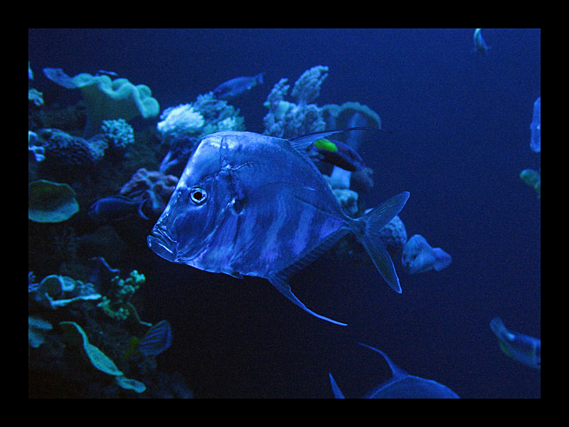 Silberfisch (Aquarium, Palma - Canon PowerShot A 640)