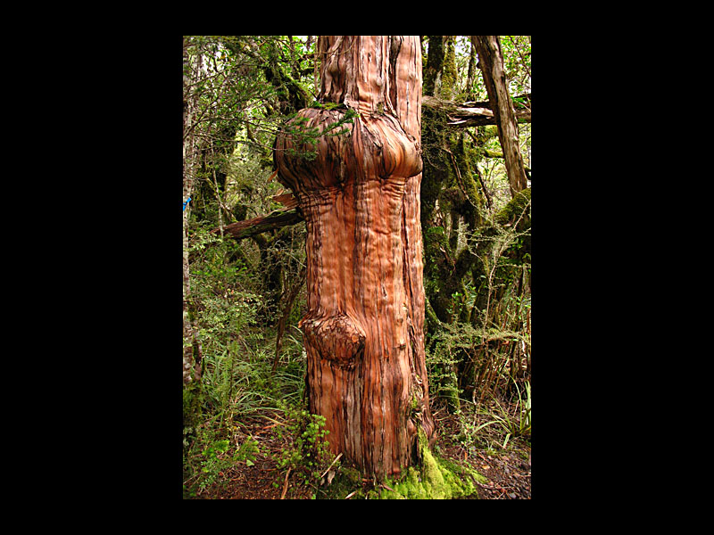Uriger Baum (Waitonga Falls - Canon PowerShot A 640)