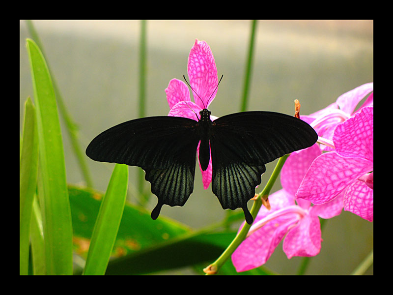 Black Butterfly (Butterfly House, Thames - Canon PowerShot A 640)