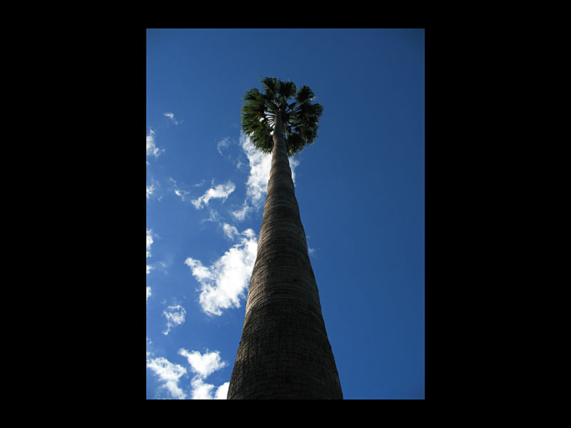 Riesenpalme (Jardin Botanico, Puerto de la Cruz - Canon PowerShot A 640)