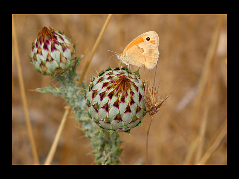 Schmetterling (Cosa - Canon PowerShot A 640)